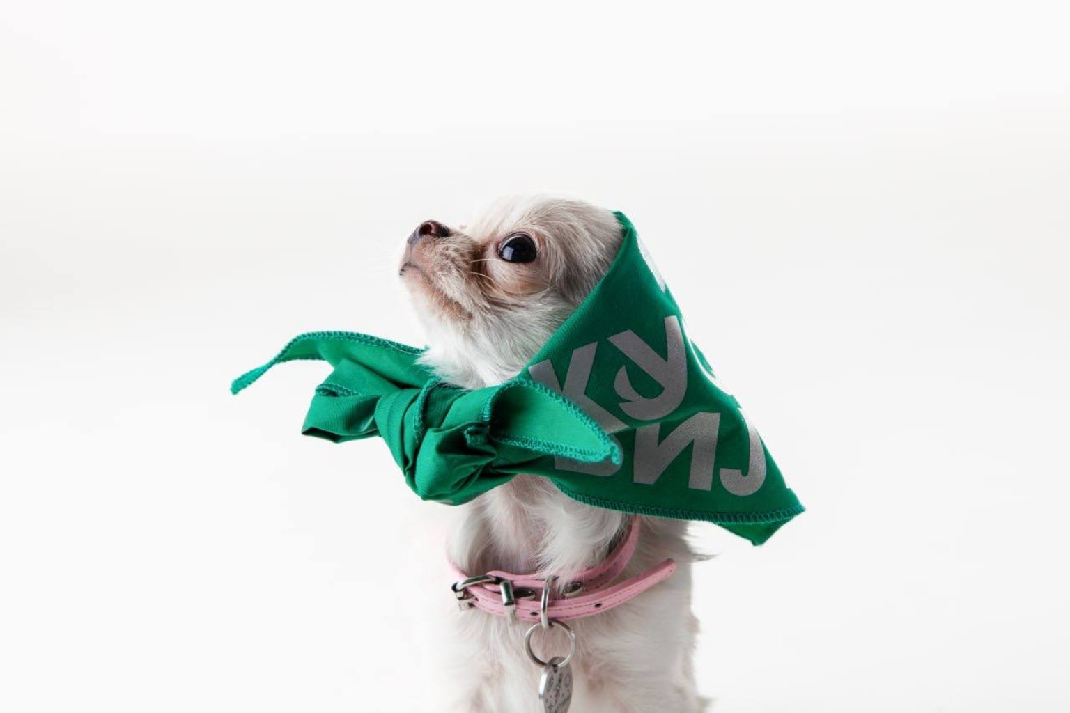 Dog wearing a green KusVill scarf